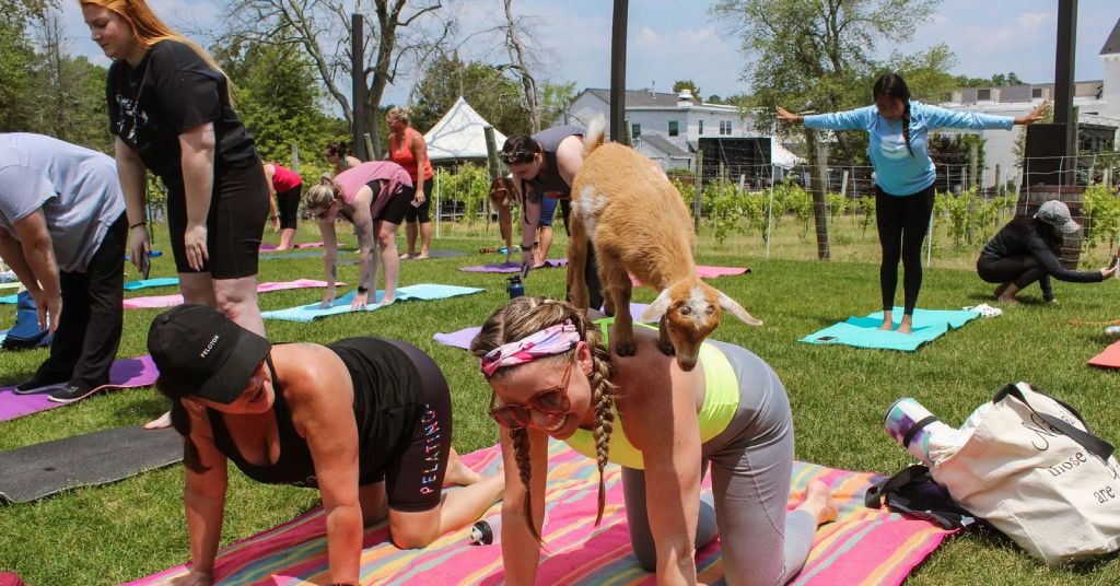 paper-vs-real-assets-vineyard-national-golf-renault-winery.jpg Guests participating in a goat yoga event on the lawn at Renault Winery Resort in New Jersey, with the vineyard visible in the background. Renault is owned by the funds offered by Accountable Equity and operated by Vivamee Hospitality.